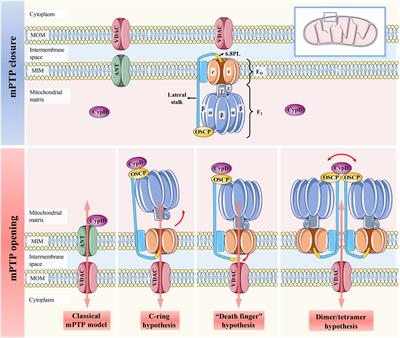 Cyclophilin D: Guardian or Executioner for Tumor Cells?